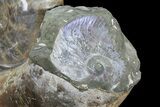 Polished Ammonite Fossil - Amazing Specimen! #77481-5